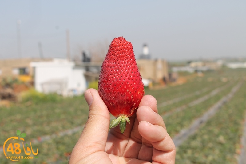 a7bab aqsa farawla (4).JPG